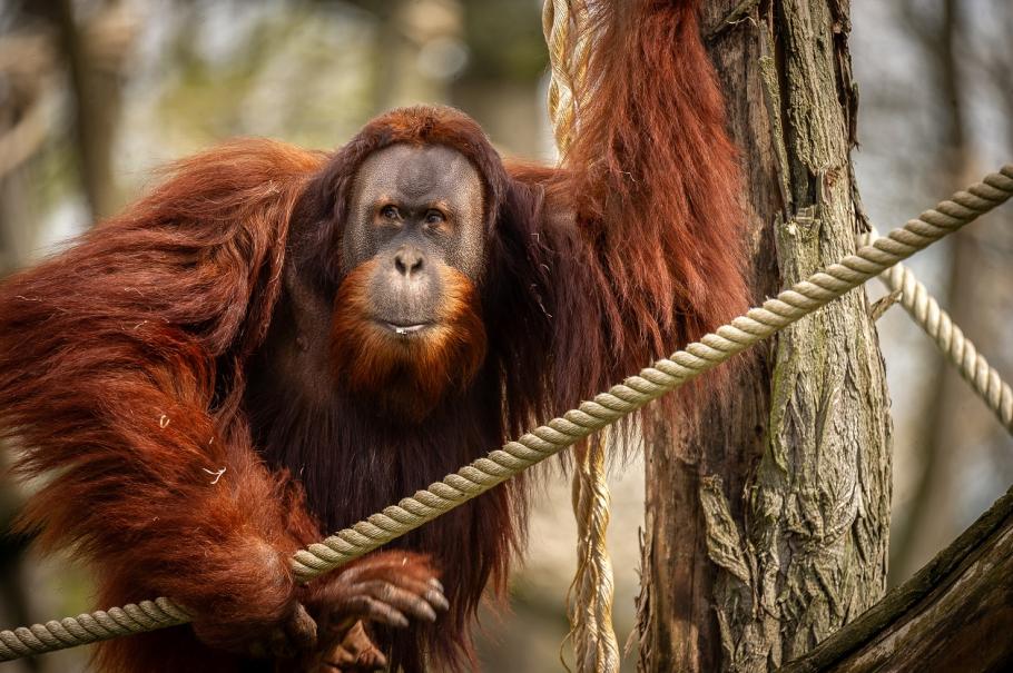 ZOO Planckendael
